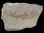 Metasequoia (Dawn Redwood) Fossil - Montana #41449-1